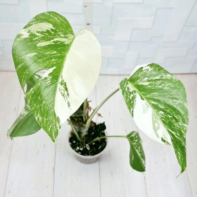 Monstera Borsigiana A009