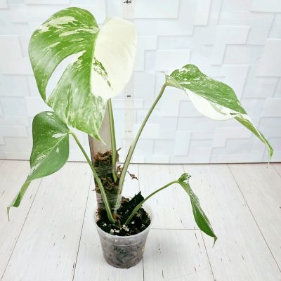 Monstera Borsigiana A009