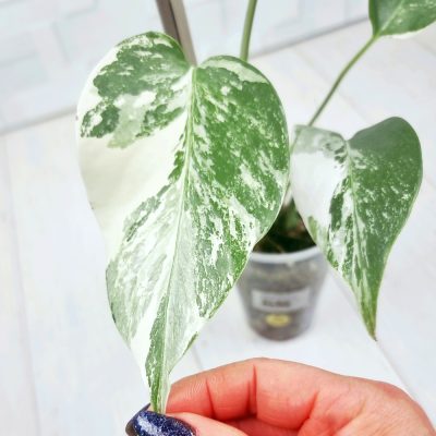 Monstera Borsigiana A019