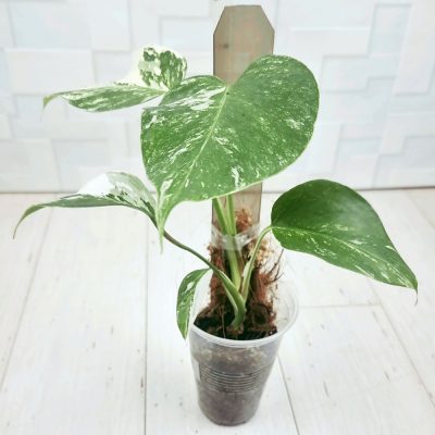 Monstera Borsigiana A019