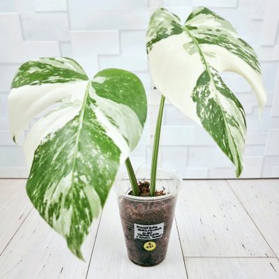 Monstera Borsigiana A021