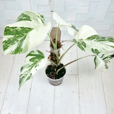 Monstera Borsigiana Albo A032