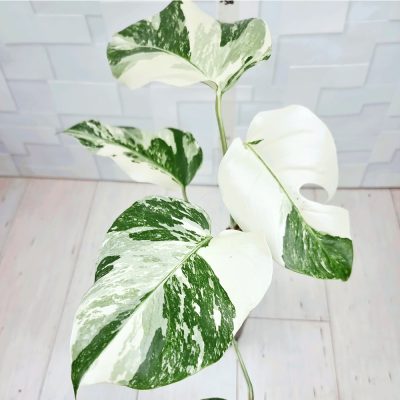 Monstera Borsigiana Albo A032